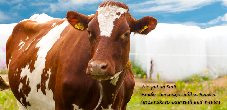 Schlachtalter Rind Schlachtalter Rind